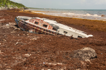 Stranded boat surrounded by Sargassum seaweed