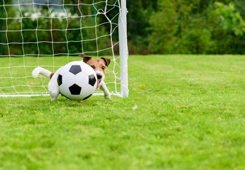 Dog as keeper catching football (soccer) ball in low corner of goal