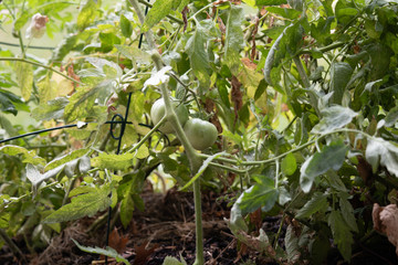 Tomato Garden