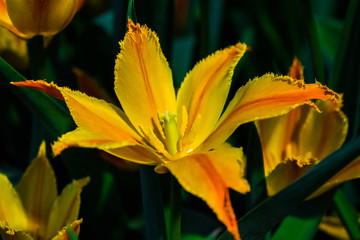 Fototapeta premium Orange and yellow open tulip with sunlight