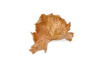 autumn yellow grape leaf isolated on white background