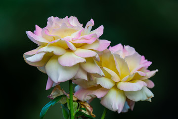 Close-up rose flower on dark background