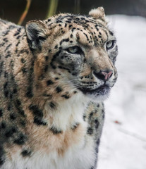 Fototapeta premium Snow leopard portrait (panthera uncia) with snow background