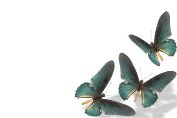 Obraz premium blue butterfly on white background