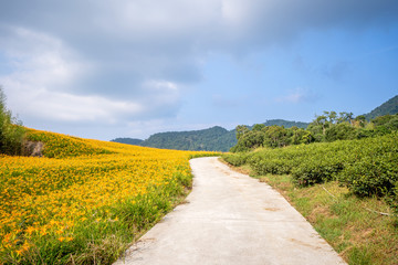 Naklejka premium The Orange daylily(Tawny daylily) flower farm at chih-ke Mountain(chi ke shan) with blue sky and cloud, Hualian , Taiwan