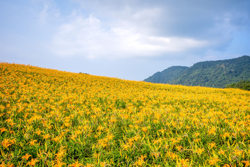 The Orange daylily(Tawny daylily) flower farm at chih-ke Mountain(chi ke shan) with blue sky and cloud, Hualian , Taiwan