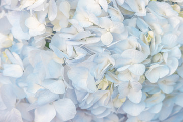 Beautiful blue hydrangeas flowers in soft color for background.