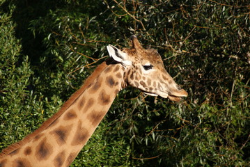 Girafe