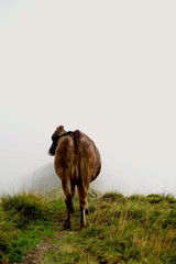 Cow and fog 