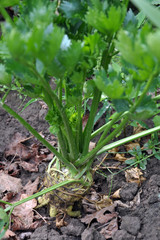 Celery growing in the soil