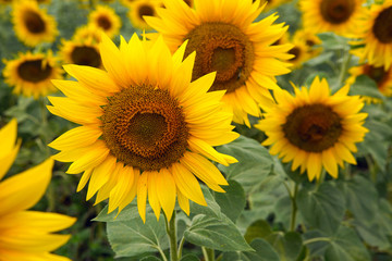 rows of sunflowers on a large field in Sunny summer