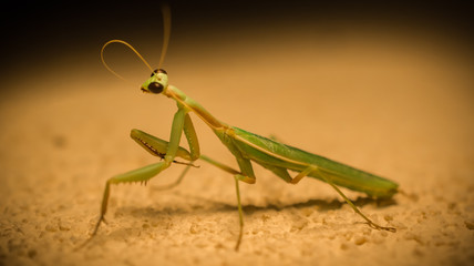 Praying mantis