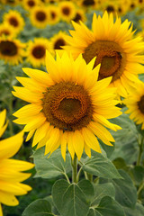 rows of sunflowers on a large field in Sunny summer