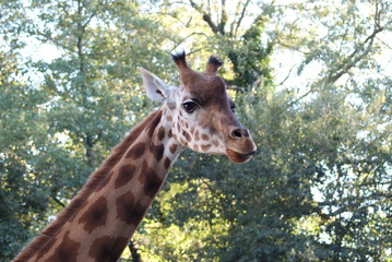 Girafe