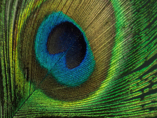 Obraz premium peacock feather macro