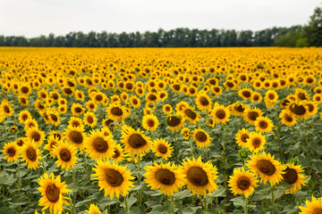 rows of sunflowers on a large field in Sunny summer