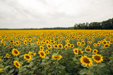 Fototapeta premium rows of sunflowers on a large field in Sunny summer