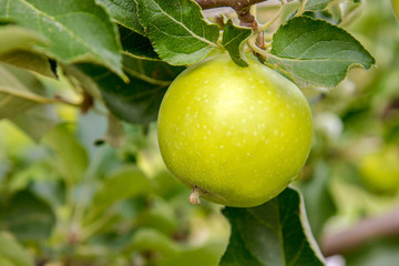  apple on a tree branch in the garden.