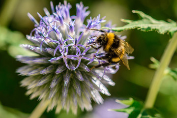 Bumblebee at violet dahlia flower