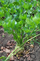 Celery growing in the soil