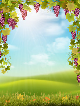 Bunches of red grapes like frame on the background of the rural landscape with valley, hills and sky. Vector illustration about the harvest and winemaking.