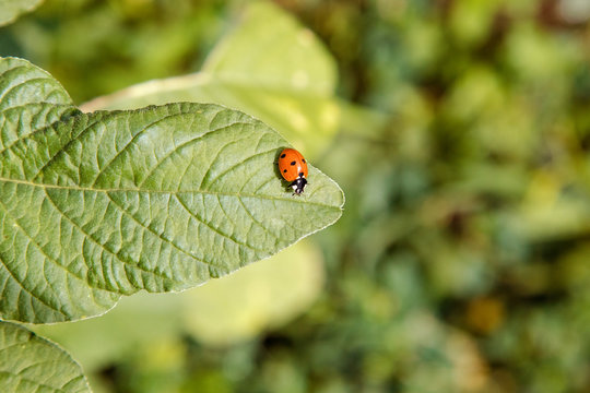 small insect ladybird sits on a green leaf