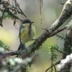 Great tit
