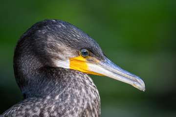 Fototapeta premium Portrait of Great Cormorant (Phalacrocorax carbo). Close up