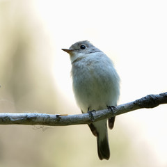 Red-breasted Flycatcher