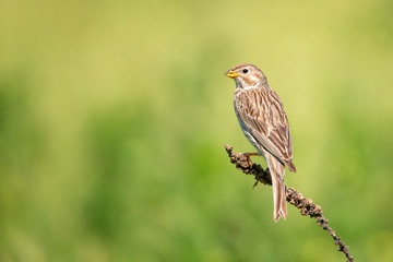 Fototapeta premium Corn Bunting ( Miliaria calandra ) sitting on a beautiful background