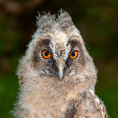 Young long-eared owl (Asio otus). Close up