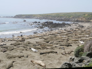 See-Elefanten am Pacific Coast Highway