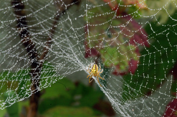 蜘蛛の巣にかかる小さな雫