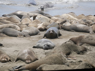 See-Elefanten am Pacific Coast Highway