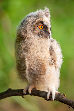 Young long-eared owl (Asio otus) sitting on a stick
