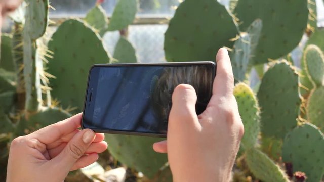 Female hands hold take mobile phone pictures of big cactus leaves in a greenhouse of the botanical garden