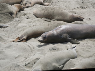 See-Elefanten am Pacific Coast Highway