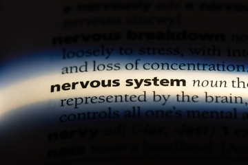 nervous system