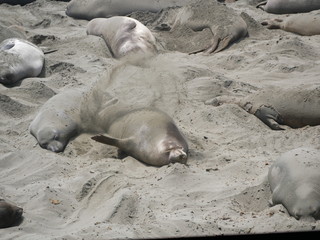 See-Elefanten am Pacific Coast Highway