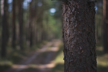 tree in macro background