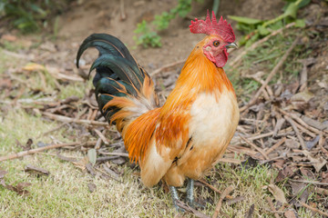 Colorful cock (or rooster) with green free range farm background.