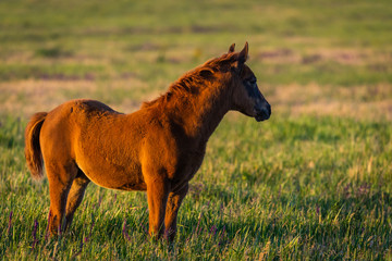 Young wild pretty foal on green meadow