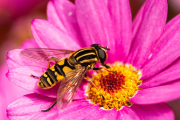 Hoverfly 2