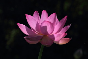 Lotus flower, counter light.