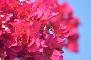 bougainvillea in Cyprus