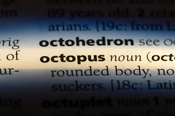 octopus
