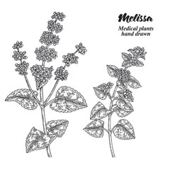 Melissa Officinalis branch with leaves and flowers isolated on white background. Medical herbs collection. Hand drawn vector illustration engraved. - obrazy, fototapety, plakaty