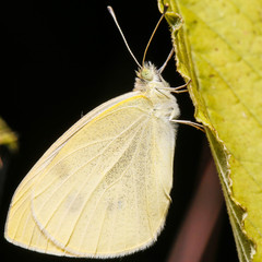 Butterflay on the leaf at night.
