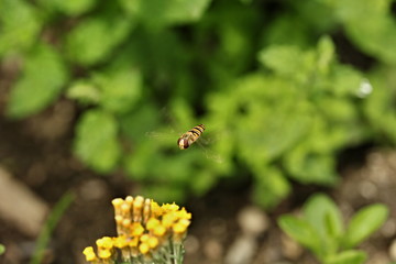 Hoverfly - sometimes called flower flies