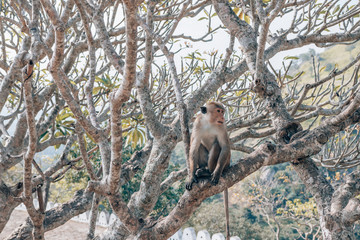 Monkey sitting in a tree